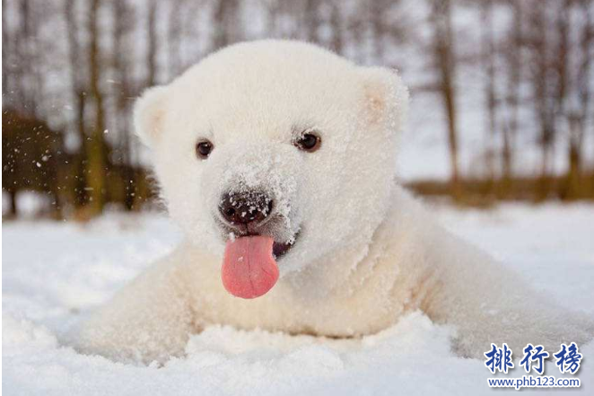世界十大动物杀手：北极熊一巴掌可以拍到你脑浆崩裂，千万小心！